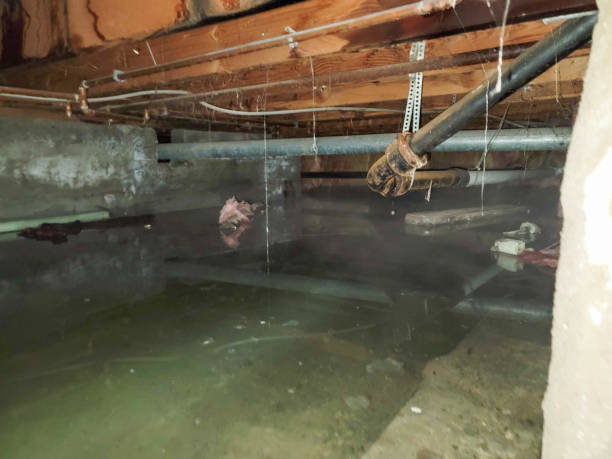 Best Water damage cleanup near me  in Sheffield, OH